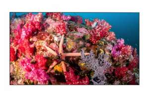  Фото видеостена 2x2 eliteboard 55" bb557ffbed - фото 3